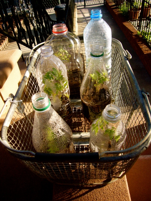 recycled bottle" greenhouses"