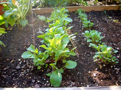 two rows of arugula 