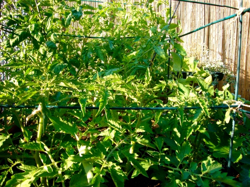 trellised tomato plants
