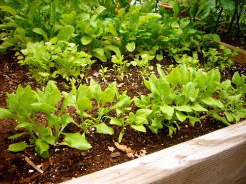 rows of arugula, cilantro, and spinach 