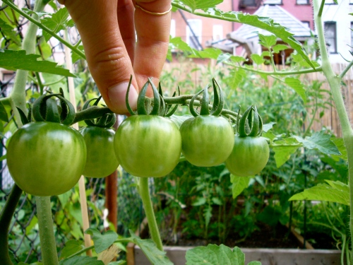 jb's baby tomatoes on the vine